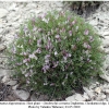 polyommatus dagestanicus hostplant